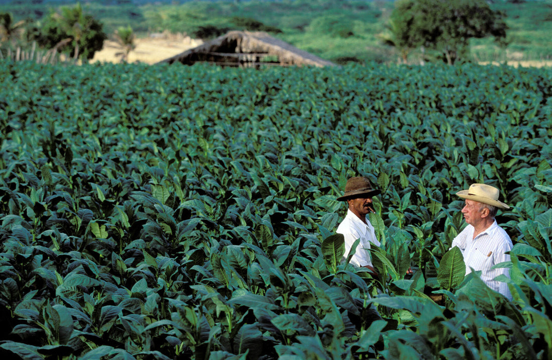 Why Tobacco Origin Matters: Dominican vs. Nicaraguan Tobacco